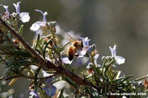 coleottero_polline07