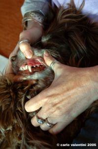 dentista_animali033