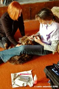 dentista_animali038