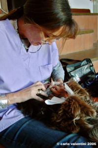 dentista_animali061
