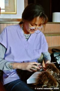 dentista_animali067