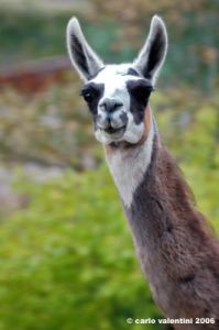 lama_badia_montemuro1