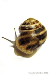 lumaca07