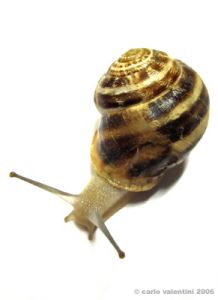 lumaca13
