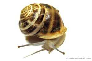 lumaca18