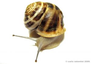 lumaca19