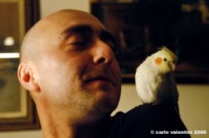 pappagallo7