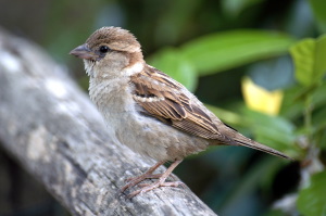 passero_lido2