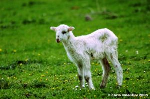 pecora_agnello04