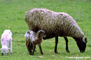 pecora_agnello05
