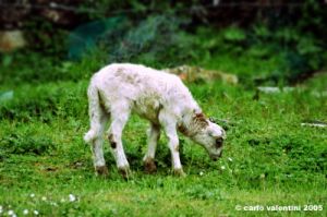 pecora_agnello07