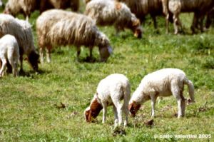 recanati_pecore4