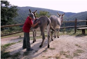 tommaso_cornacchino2