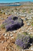 comino_laguna_blu001
