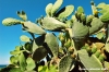 comino_laguna_blu031