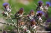 comino_laguna_blu038