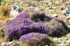 comino_laguna_blu039