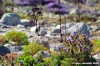 comino_laguna_blu040
