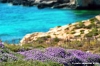 comino_laguna_blu041