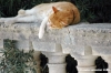 malta_mdina059