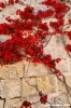 malta_mdina139