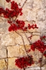 malta_mdina140
