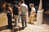 malta_paceville10