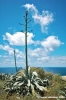 gozo_dwejra_bay108
