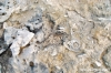 gozo_dwejra_bay157