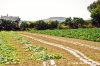 gozo_ggantija003