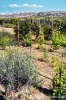 gozo_ggantija006