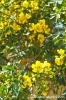gozo_ggantija007