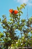 gozo_ggantija008