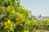 gozo_ggantija009