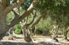 gozo_ggantija017