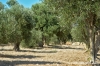 gozo_ggantija018