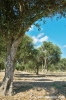 gozo_ggantija019