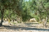 gozo_ggantija020