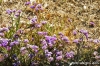 gozo_ggantija030