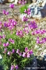 gozo_ggantija033