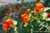 gozo_ggantija035