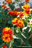 gozo_ggantija036