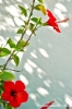 gozo_ggantija044