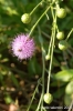gozo_ggantija045