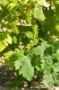 gozo_ggantija051