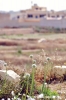 gozo_gharb001