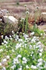 gozo_gharb002
