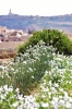 gozo_gharb003