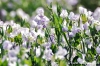 gozo_gharb007