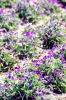 gozo_gharb011